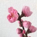 あんしん生活のひな祭り